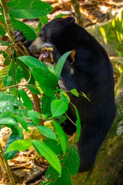 Conservation animals, Malay bears, Sandakan, Sabah, Borneo, Malaysia