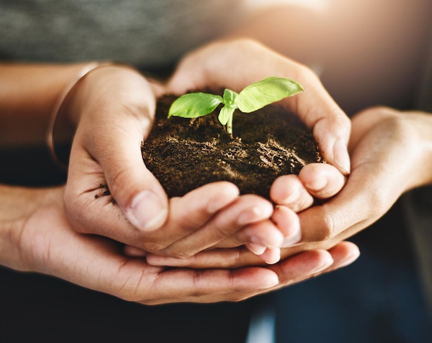 Conservation growth and teamwork support hands of corporate worker holding plant leaf or flower in soil Nature community and work friends showing development and sustainability in green business