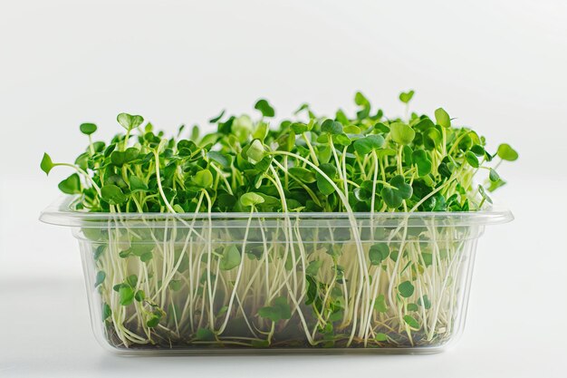 Container with fresh microgreens with roots a studio setting with white background lighting