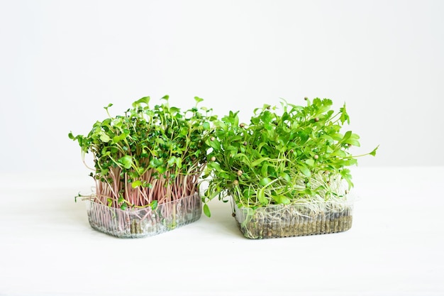 Containers with micro greens on the table on a white background Micro cilantro and radish Healthy food herbs for cooking