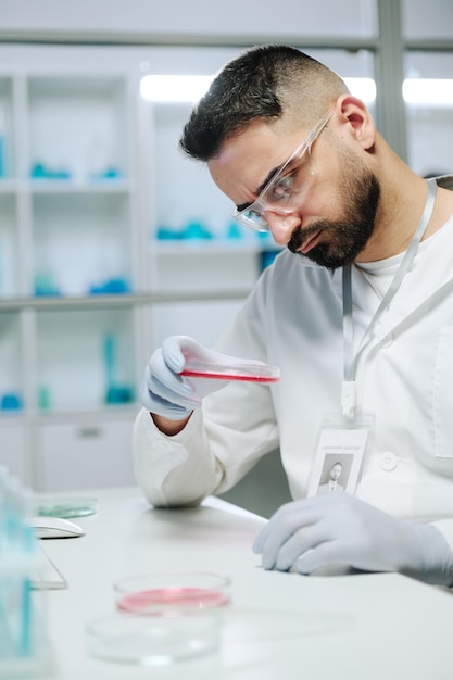 Contemporary chemist or microbiologist with petri dish studying pink substance