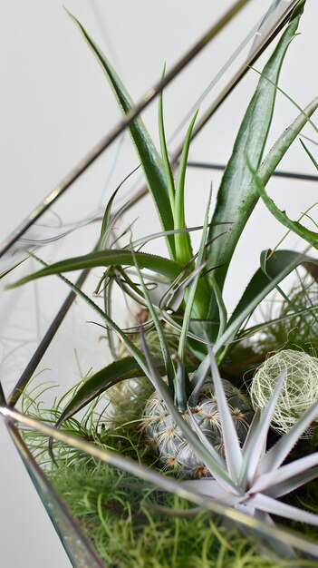 Photo a contemporary terrarium with geometric design featuring air plants tillandsia