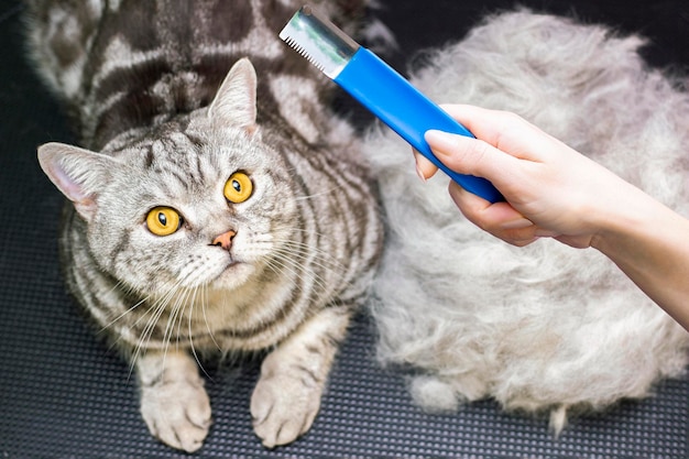 Contented cat in a beauty salon Grooming cats in a pet beauty salon cat express molt procedure Combing out excess hair The cat is next to its hair