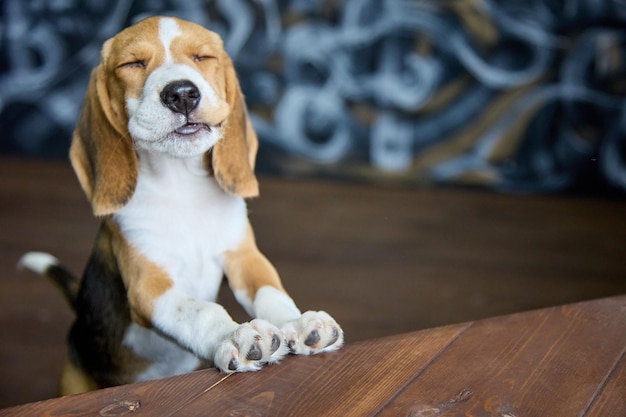 Contented face of a beagle puppy chewing something very tasty standing with its front paws on a dark wooden table