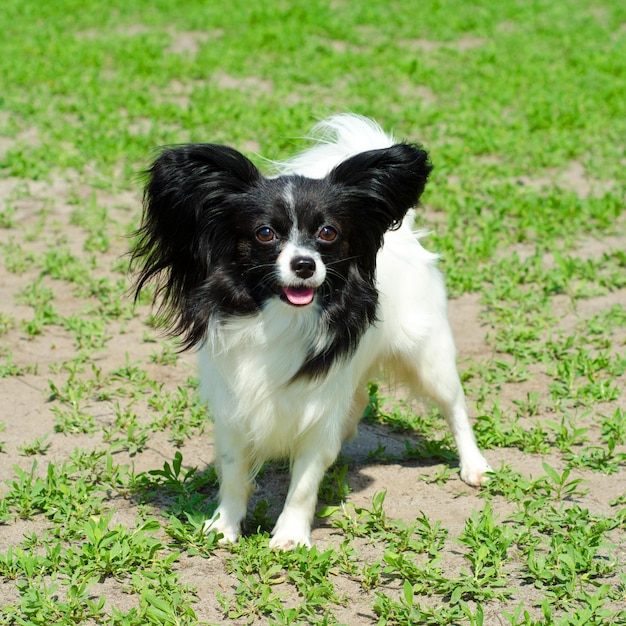 Continental toy spaniel