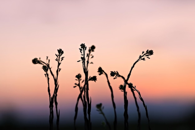 Contours of flowers against sky in the sunset light