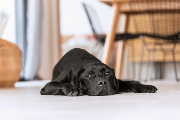 Contrast of the black coat of a young Labrador with the white floor of a Mediterranean villa