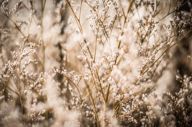 Contrast brown beige light Abstract real nature photo background Macro meadow field grass flower wheat herb Seasons autumn winter spring summer tone stock collection Blur vintage effect minimalism