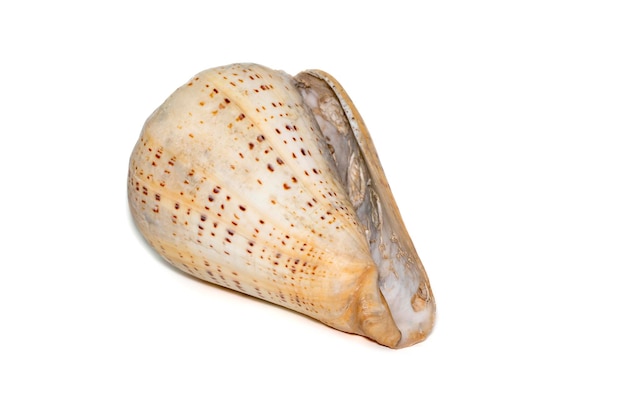 Conus betulinus common name the betuline cone is a species of sea snail a marine gastropod mollusk in the family Conidae the cone snails and their allies