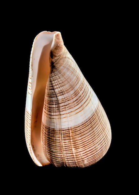 Conus Figulinus sea Shell on a black background