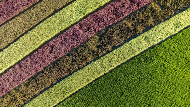 Converting Demonstration Plot Rows of Riceberry Rice in High Angle View From Drone