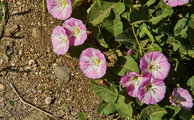 Convolvulus arvensis