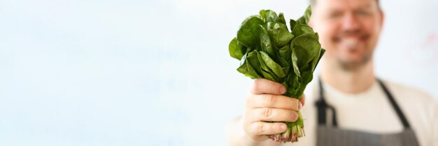 Cook in apron holds bunch of spinach lettuce and sorrel in hands