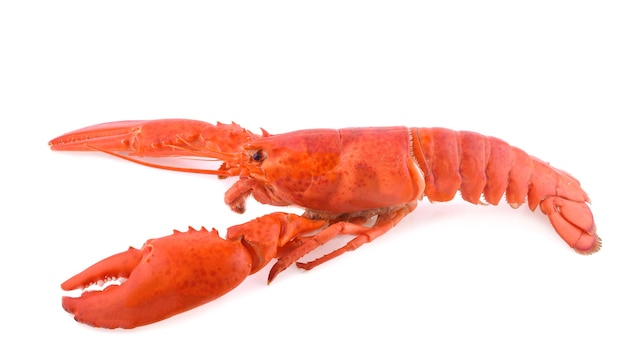 Cooked European common lobster isolated on a white surface.