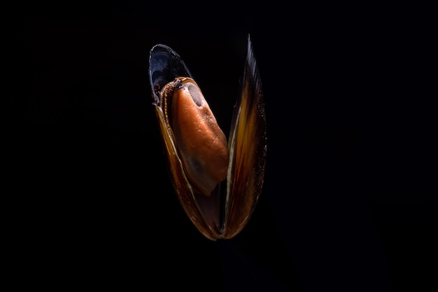 Cooked mussel on black background in the air