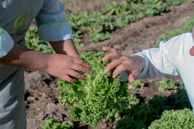 Cooks collecting vegetables in an organic garden in the Sacred Valley of the Incas.