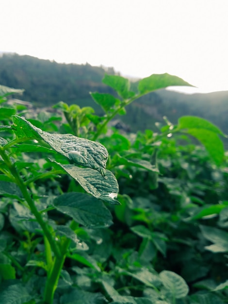 cool green leaf in morning