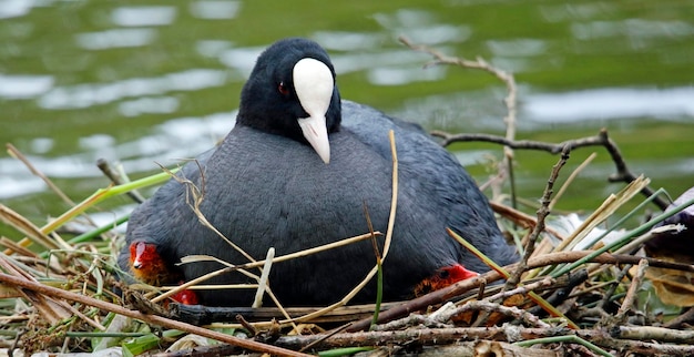 Coot on its nest feeding and protecting its chicks