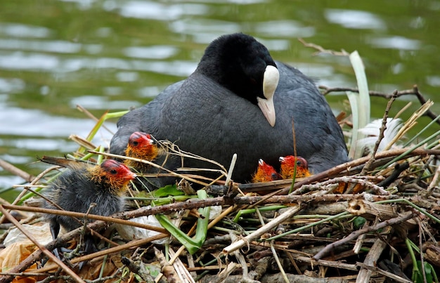 Coot on its nest feeding and protecting its chicks