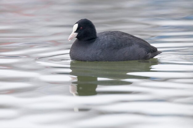 Coot swimming (Fulica atra) Close up Eurasian Coot