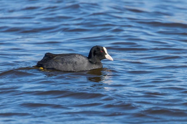 Coot swimming (Fulica atra) Close up Eurasian Coot