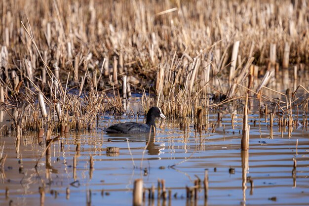 Coot swimming in golden reflections