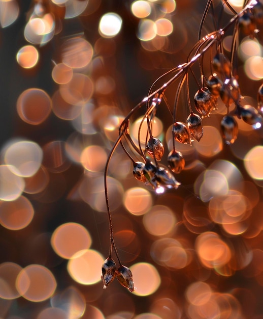 Photo copper bokeh