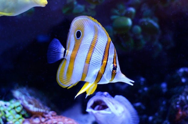 Copperband Butterflyfish, Chelmon rostratus, coral reef fish in a dark blue water.