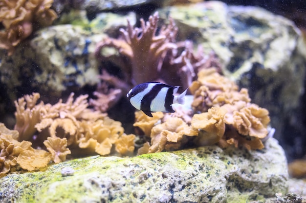 Copperband butterflyfish Thailand underwater