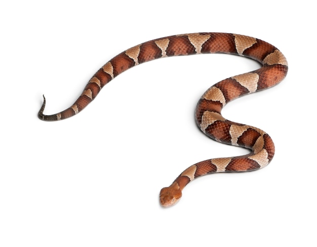 Copperhead snake or highland moccasin - Agkistrodon contortrix, poisonous, white background