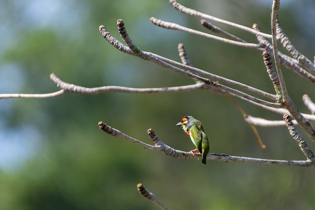 Coppersmith crimsonbreasted barbet enjoy sunbathing