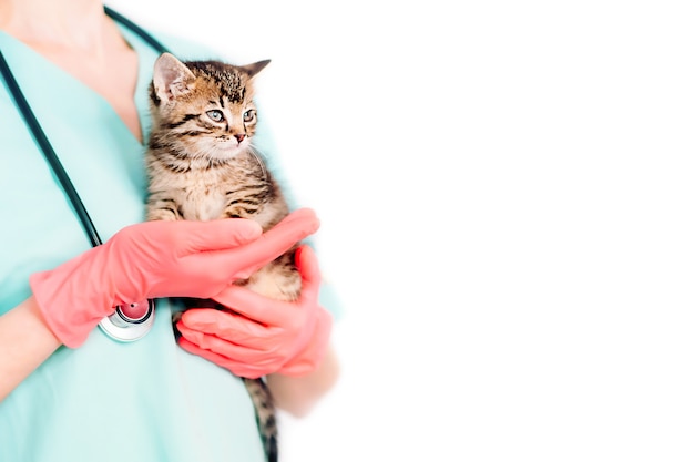 Copy space, veterinarian holds a kitten in his arms on a white background