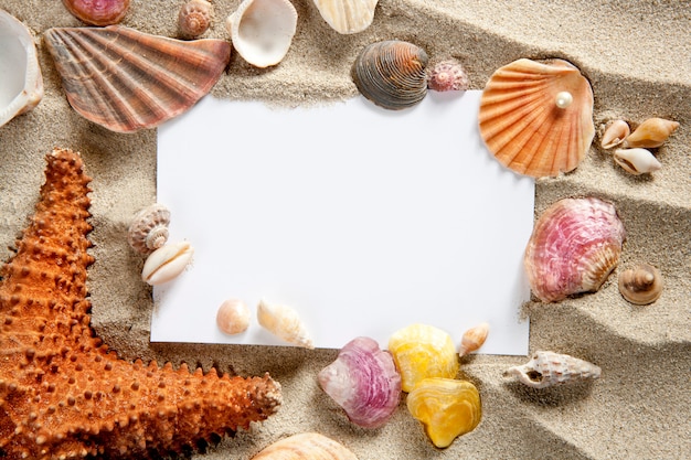 copyspace blank space summer starfish sand shells