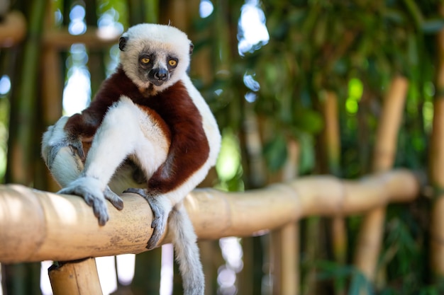 Coquerel Sifaka in its natural environment in a national park on the island of Madagascar.