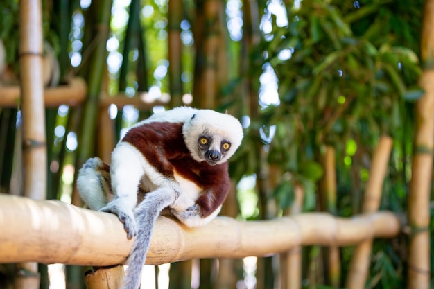 The Coquerel Sifaka in its natural environment in a national park on the island of Madagascar.