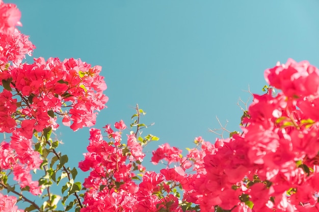 Coral blooming flowers and blue sky feminine style background