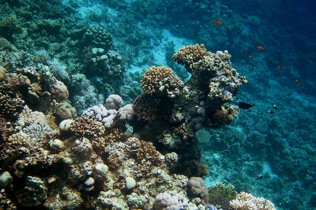 Coral and deep water