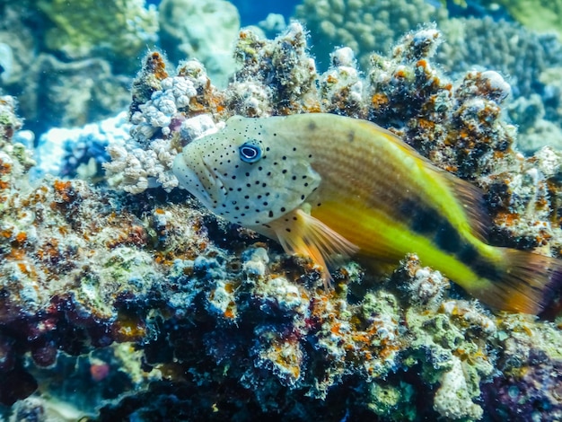 Coral hawkfish lying on colorful corals in egypt