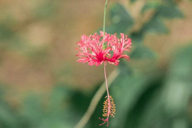 Coral Hibiscus Fringed Rose mallow