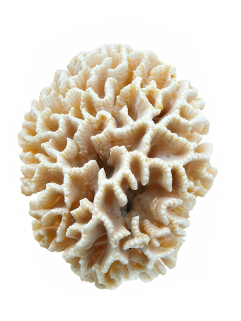 coral isolated on white background