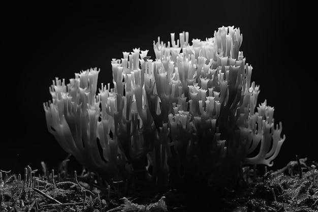 coral mushroom / macro mushroom beautiful nature photo forest