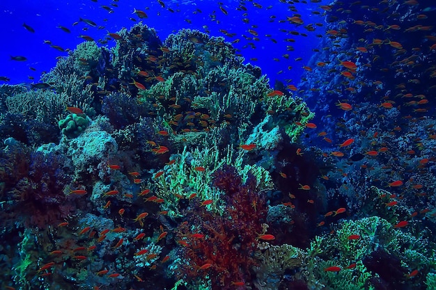 coral reef background, underwater marine life ecosystem ocean sea