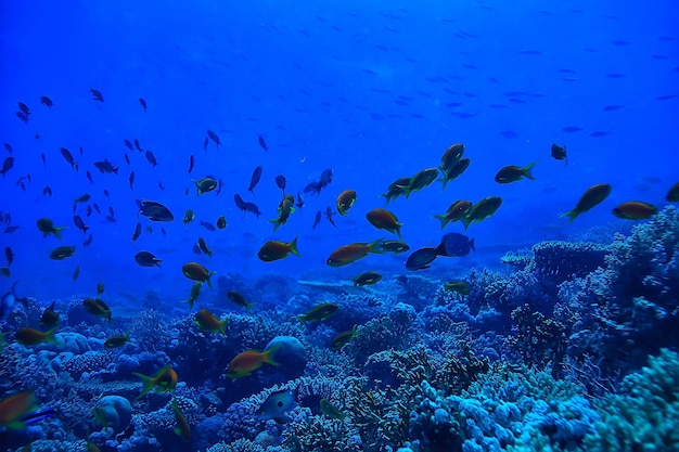 coral reef background, underwater marine life ecosystem ocean sea