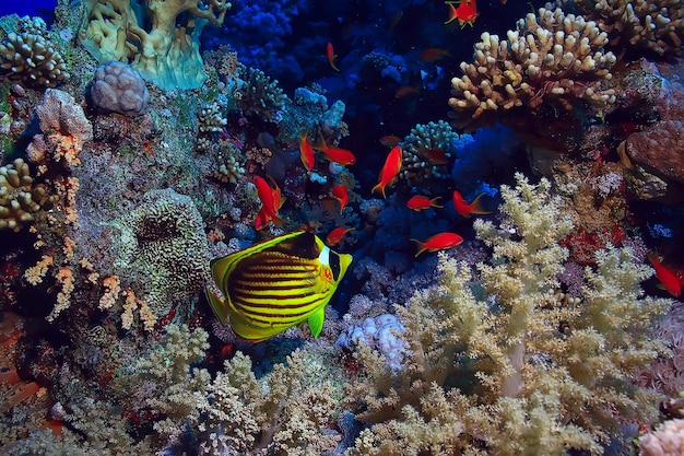 coral reef background, underwater marine life ecosystem ocean sea