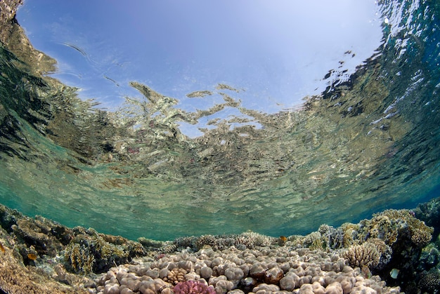 Coral reef background