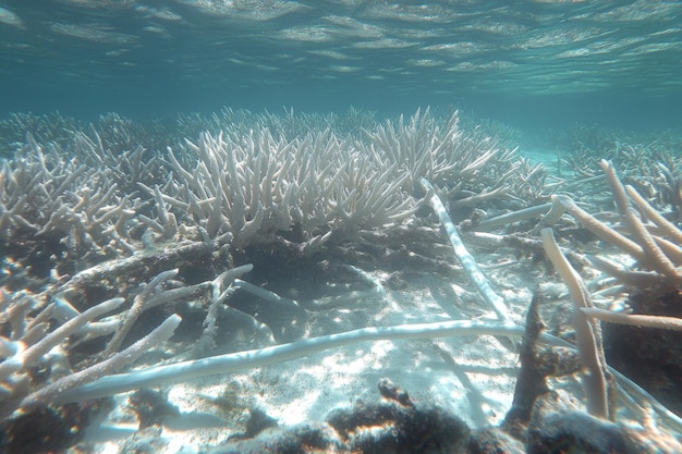 Photo coral reef bleaching event