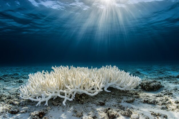 Photo coral reef bleaching underwater