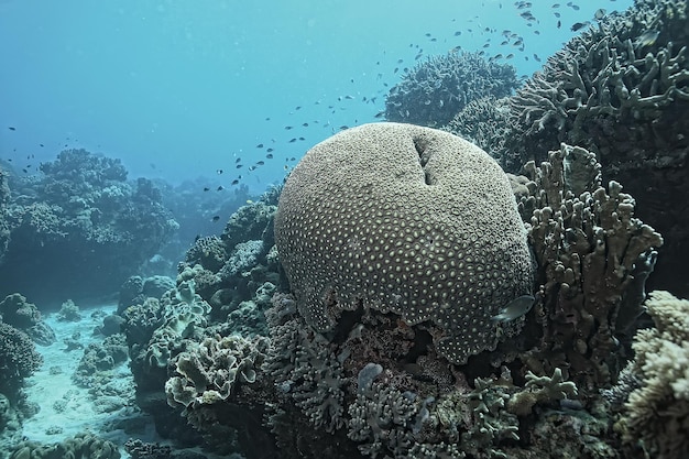 coral reef macro / texture, abstract marine ecosystem background on a coral reef