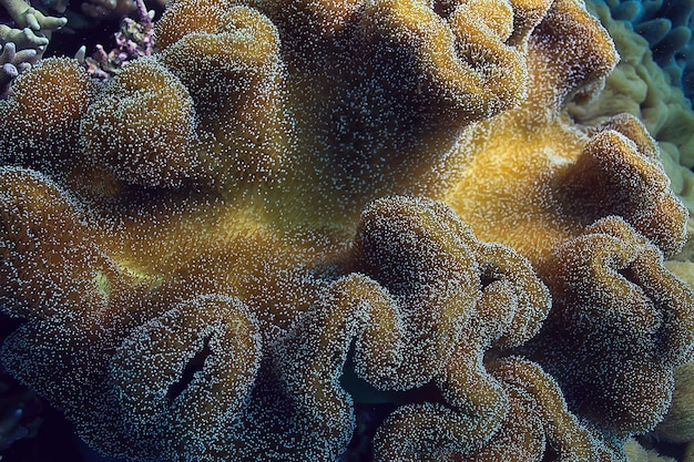 Photo coral reef macro / texture, abstract marine ecosystem background on a coral reef