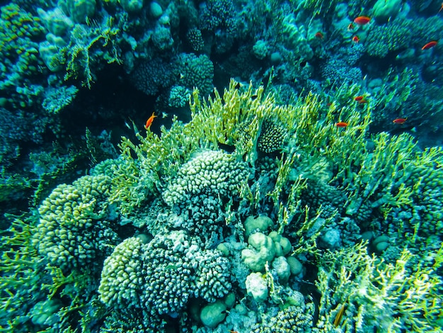 Coral reef of the red sea. corals close-up.